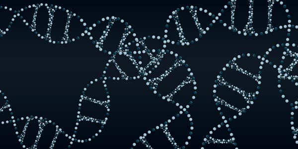 How long is your DNA?